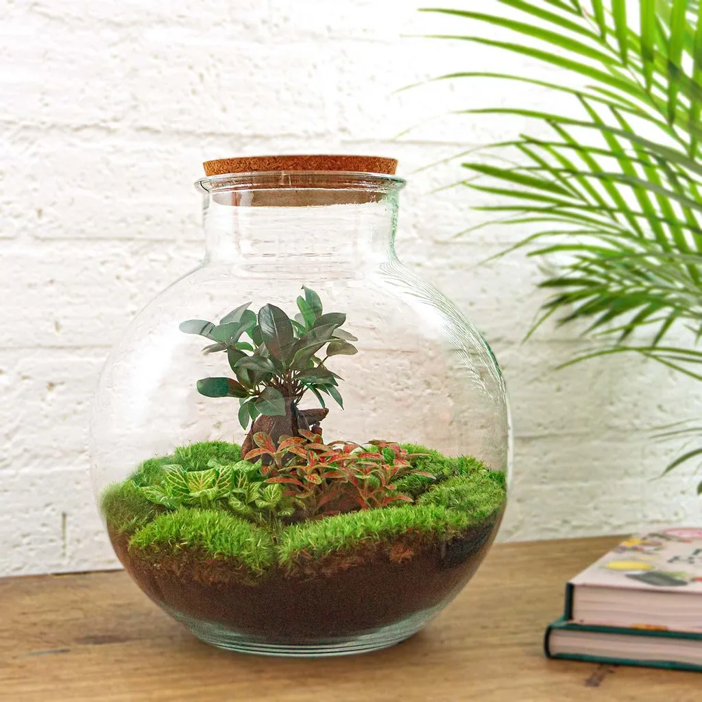 Flaschengarten - Bolder Bob Bonsai - Höhe ca. 30 cm - ohne Werkzeug