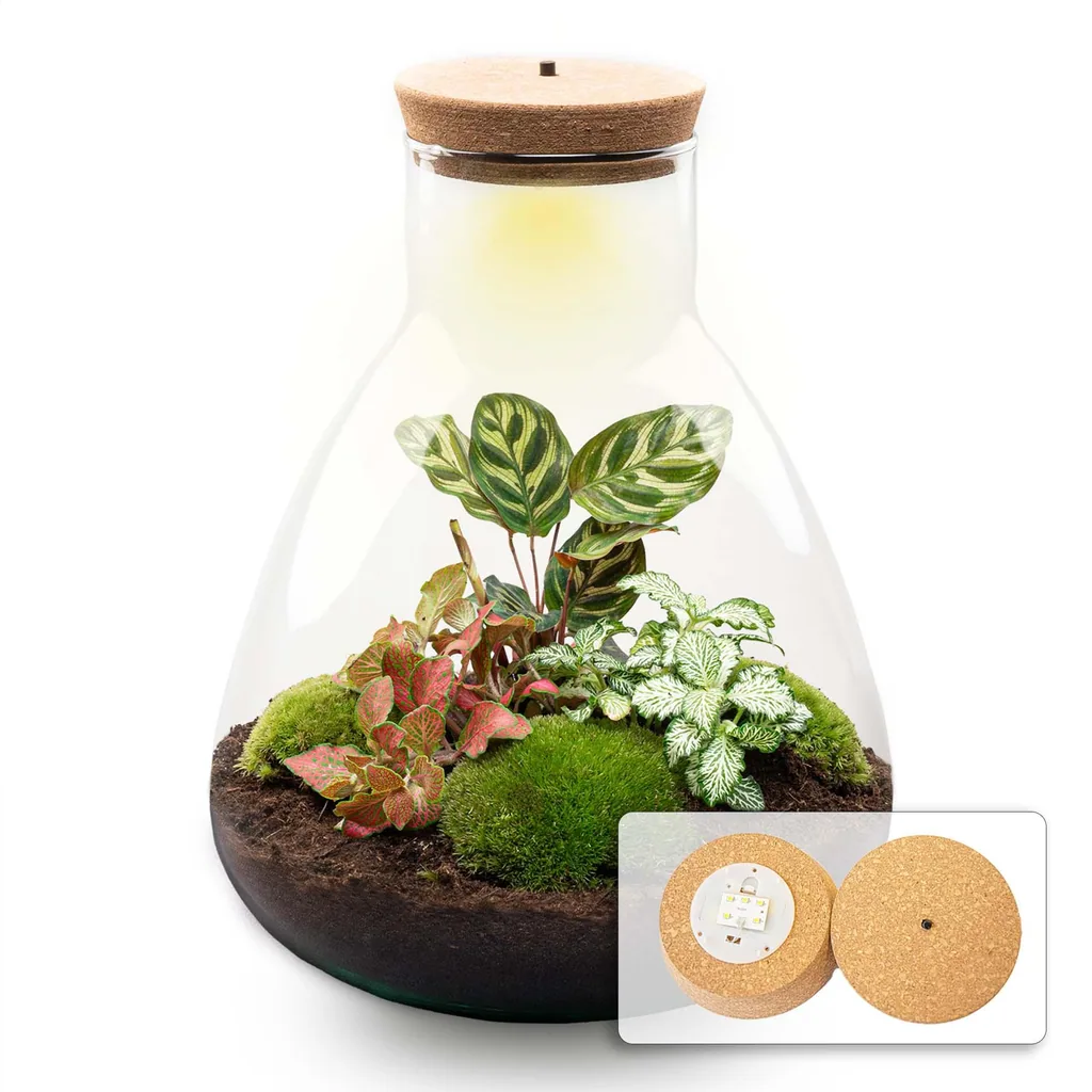 Flaschengarten - Sam Calathea mit Lampe - Höhe ca. 30 cm - No tools