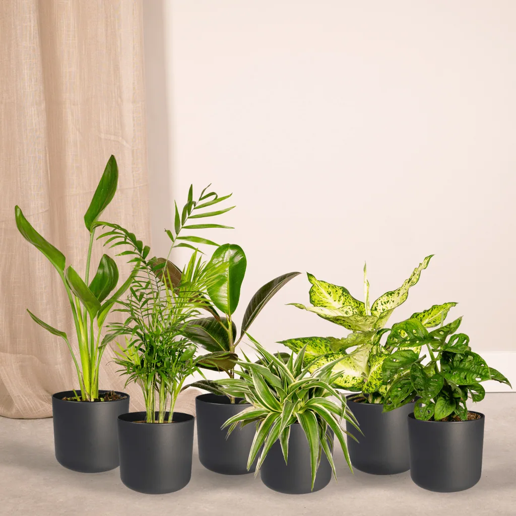 Zimmerpflanzen-Überraschungsbox 10er-Set – pflegeleichte Zimmerpflanzen, Topf-Ø 12 cm, Höhe ca. 25 cm