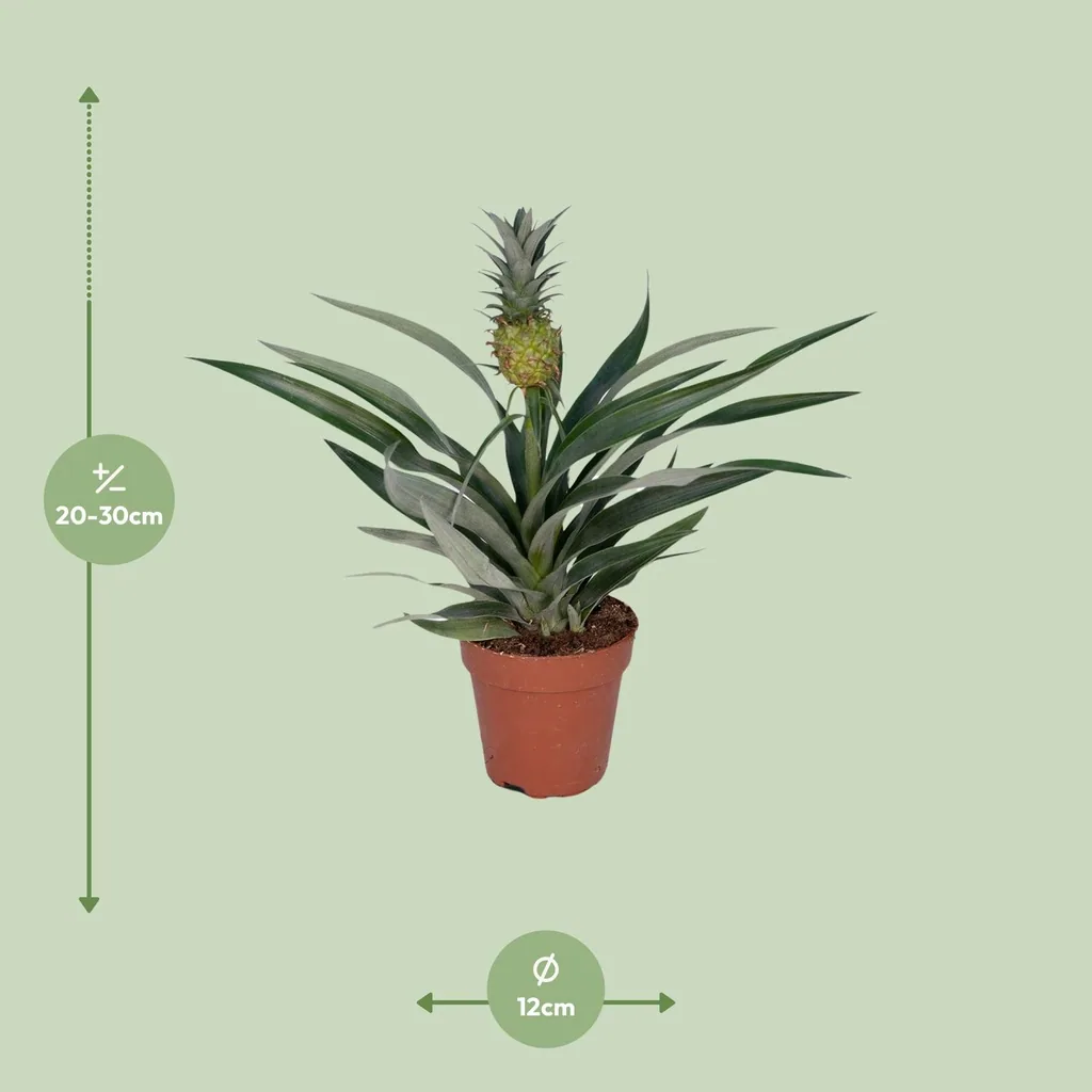 Ananas-Bromelie (Bromelia ananas) – pflegeleichte Zimmerpflanze, Topf-Ø 12 cm, Höhe ca. 30 cm