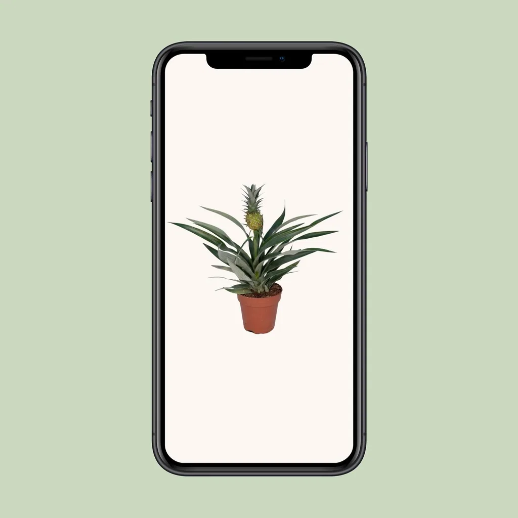 Ananas-Bromelie (Bromelia ananas) – pflegeleichte Zimmerpflanze, Topf-Ø 12 cm, Höhe ca. 30 cm