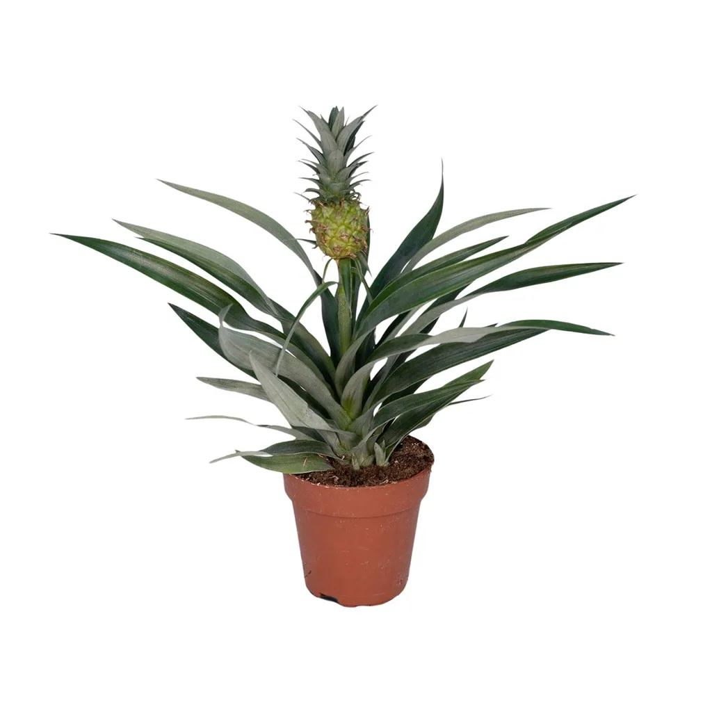 Ananas-Bromelie (Bromelia ananas) – pflegeleichte Zimmerpflanze, Topf-Ø 12 cm, Höhe ca. 30 cm