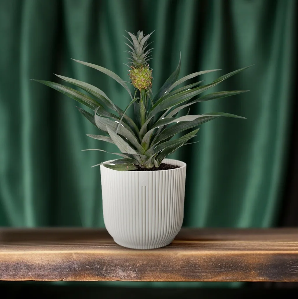 Ananas-Bromelie (Bromelia ananas) – pflegeleichte Zimmerpflanze, Topf-Ø 12 cm, Höhe ca. 30 cm