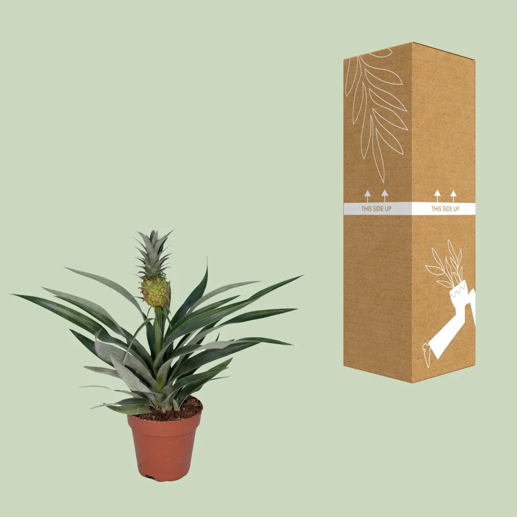Ananas-Bromelie (Bromelia ananas) – pflegeleichte Zimmerpflanze, Topf-Ø 12 cm, Höhe ca. 30 cm