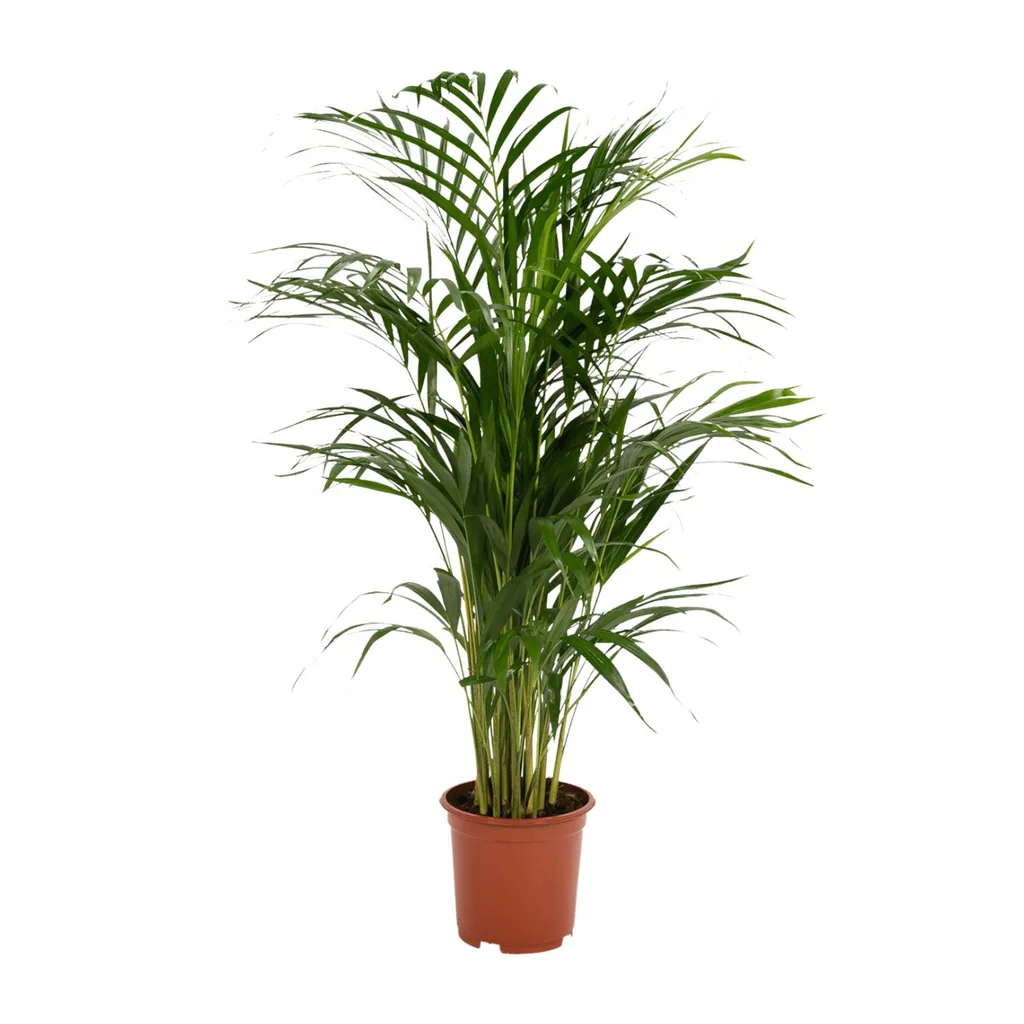 Goldfruchtpalme (Dypsis lutescens) – pflegeleichte Zimmerpflanze, Topf-Ø 17 cm, Höhe ca. 70 cm