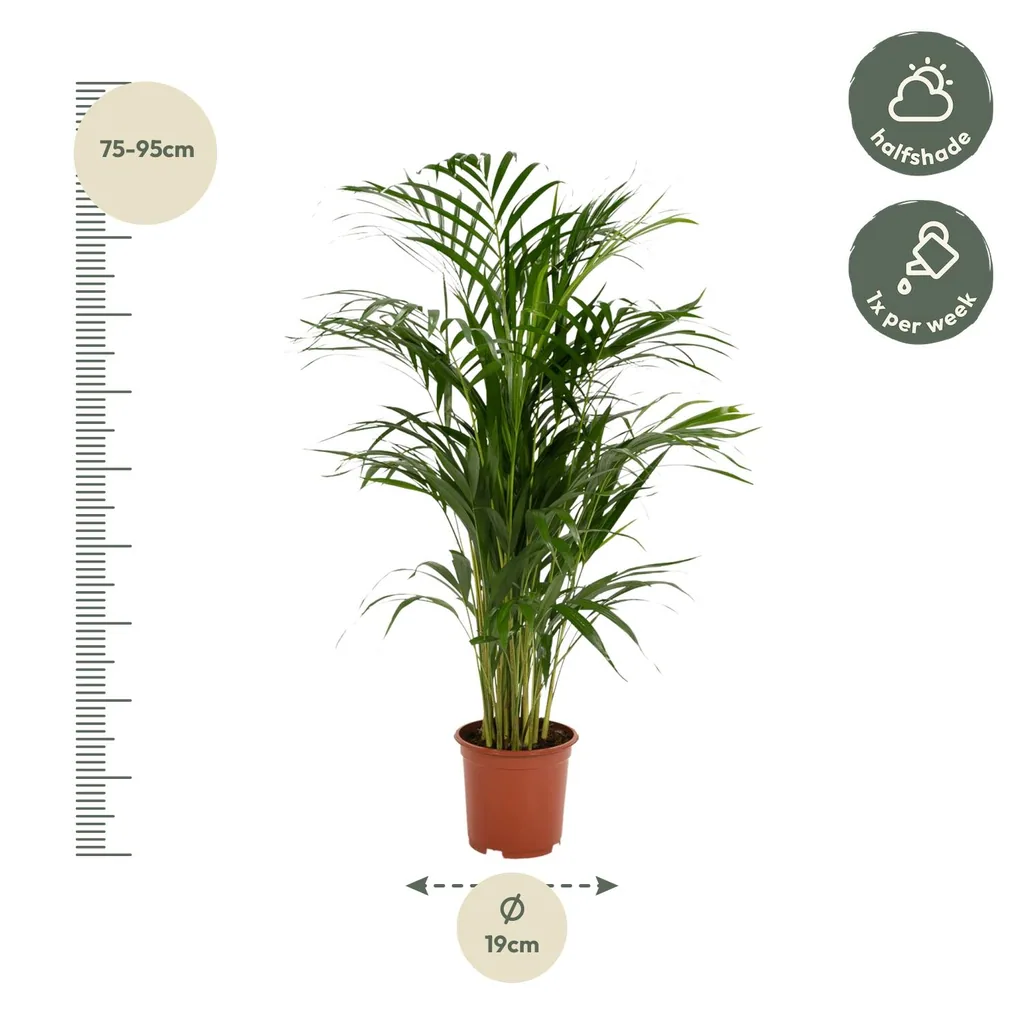 Goldfruchtpalme (Dypsis lutescens) – pflegeleichte Zimmerpflanze, Topf-Ø 17 cm, Höhe ca. 70 cm