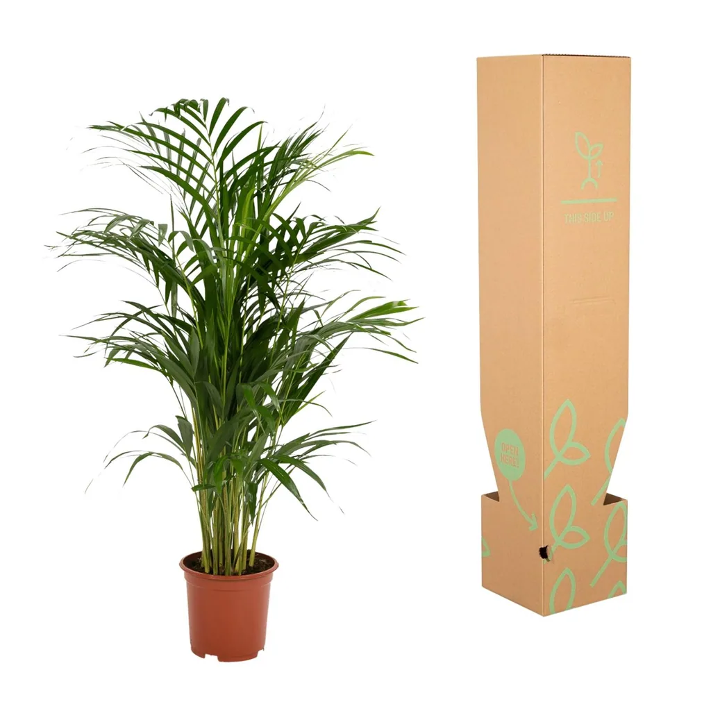 Goldfruchtpalme (Dypsis lutescens) – pflegeleichte Zimmerpflanze, Topf-Ø 17 cm, Höhe ca. 70 cm
