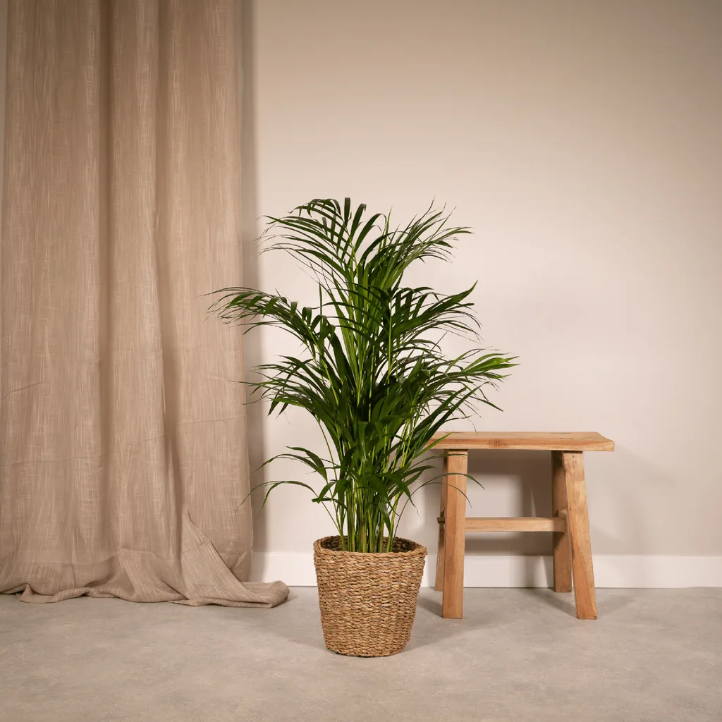 Goldfruchtpalme (Dypsis lutescens) – pflegeleichte Zimmerpflanze, Topf-Ø 17 cm, Höhe ca. 70 cm