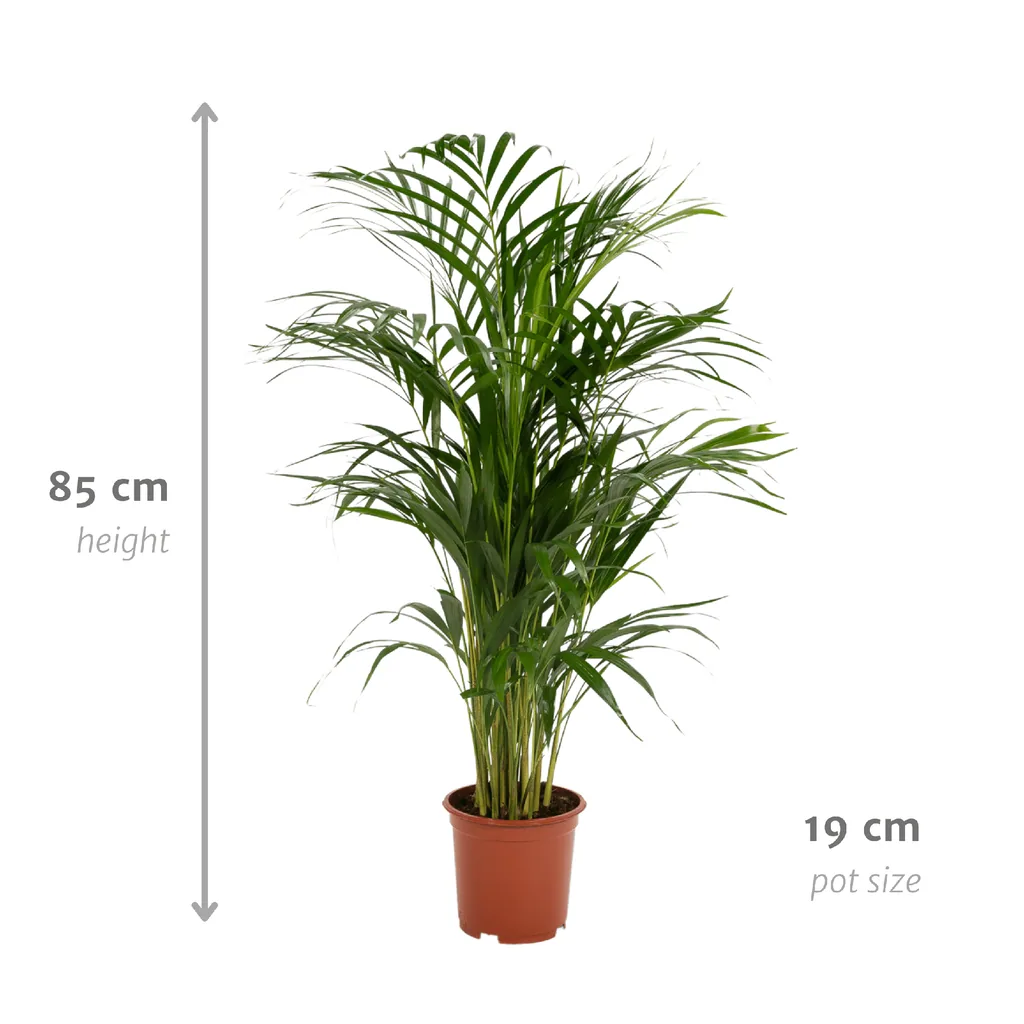 Goldfruchtpalme (Dypsis lutescens) – pflegeleichte Zimmerpflanze, Topf-Ø 17 cm, Höhe ca. 70 cm