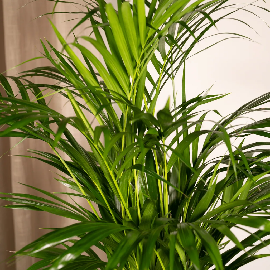 Goldfruchtpalme (Dypsis lutescens) – pflegeleichte Zimmerpflanze, Topf-Ø 17 cm, Höhe ca. 70 cm
