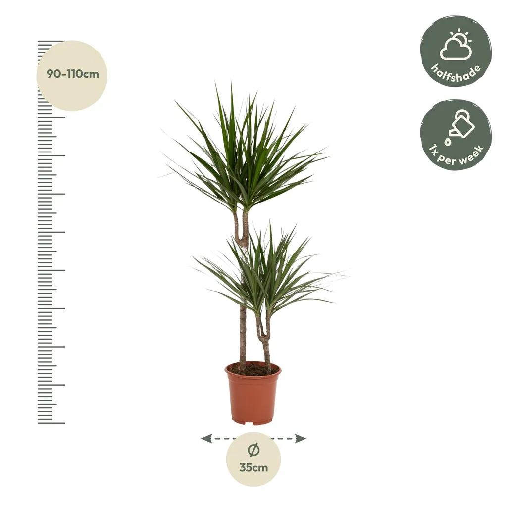 Drachenbaum (Dracaena marginata) – pflegeleichte Zimmerpflanze, Topf-Ø 19 cm, Höhe ca. 100 cm
