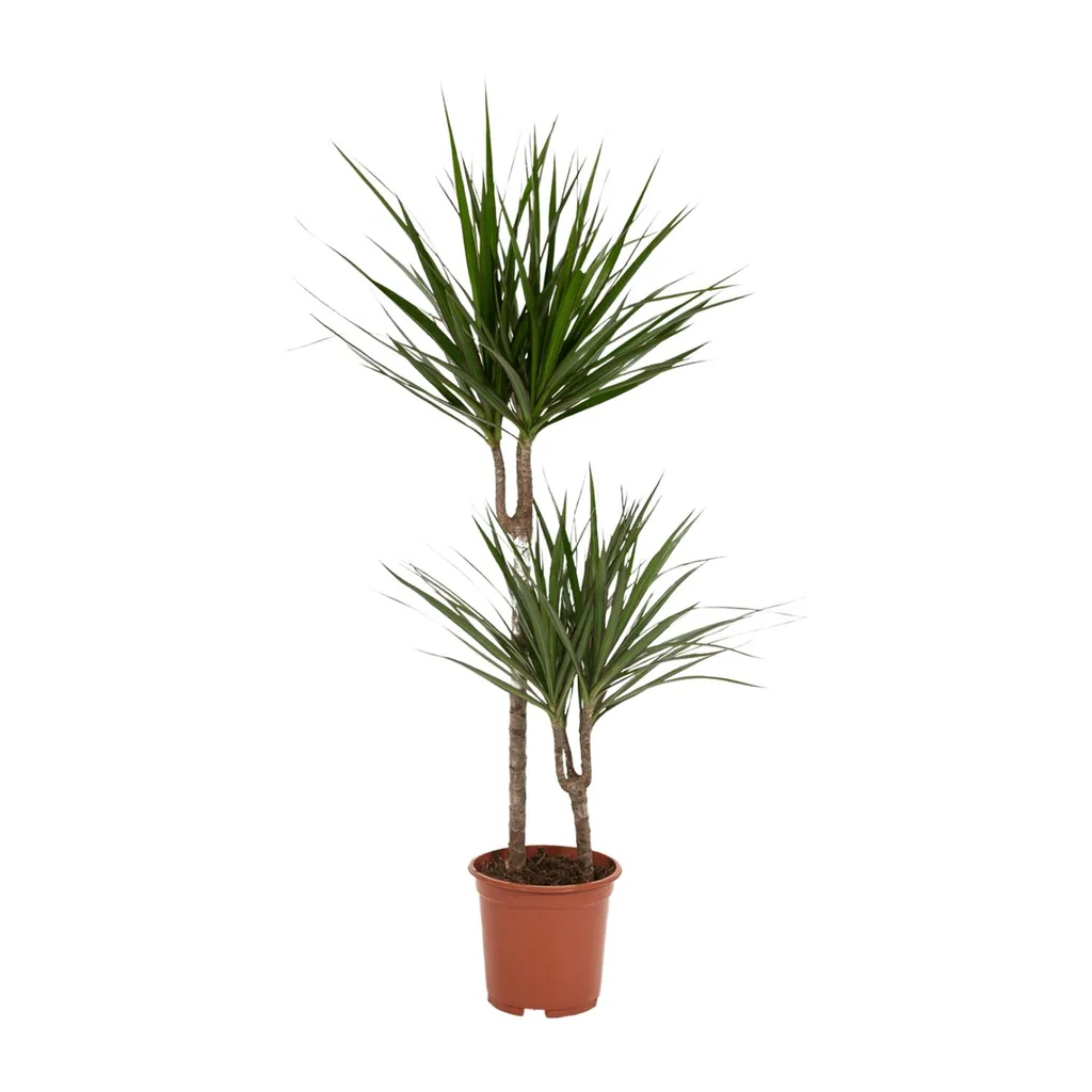 Drachenbaum (Dracaena marginata) – pflegeleichte Zimmerpflanze, Topf-Ø 19 cm, Höhe ca. 100 cm