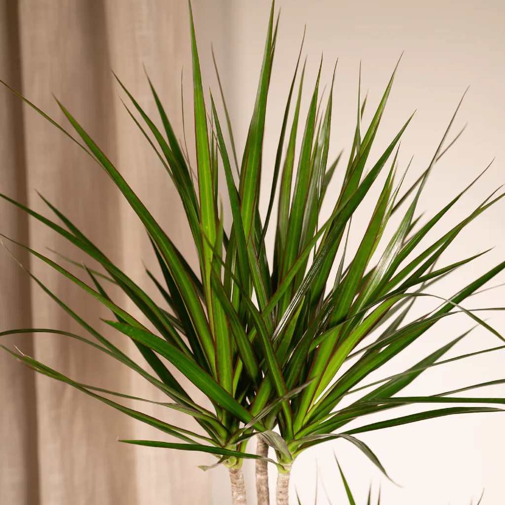 Drachenbaum (Dracaena marginata) – pflegeleichte Zimmerpflanze, Topf-Ø 19 cm, Höhe ca. 100 cm