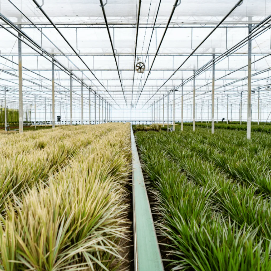 Drachenbaum (Dracaena marginata) – pflegeleichte Zimmerpflanze, Topf-Ø 19 cm, Höhe ca. 100 cm