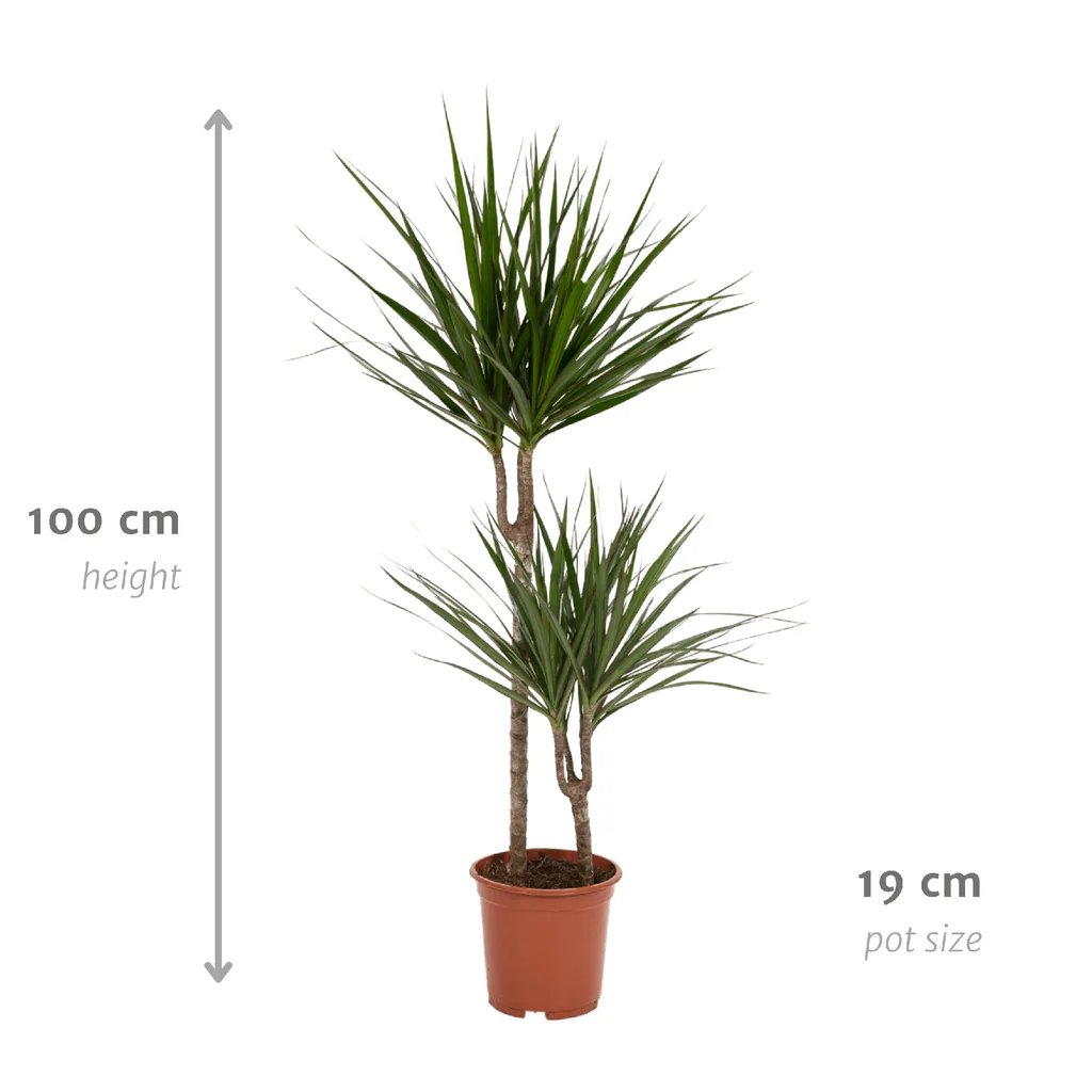 Drachenbaum (Dracaena marginata) – pflegeleichte Zimmerpflanze, Topf-Ø 19 cm, Höhe ca. 100 cm