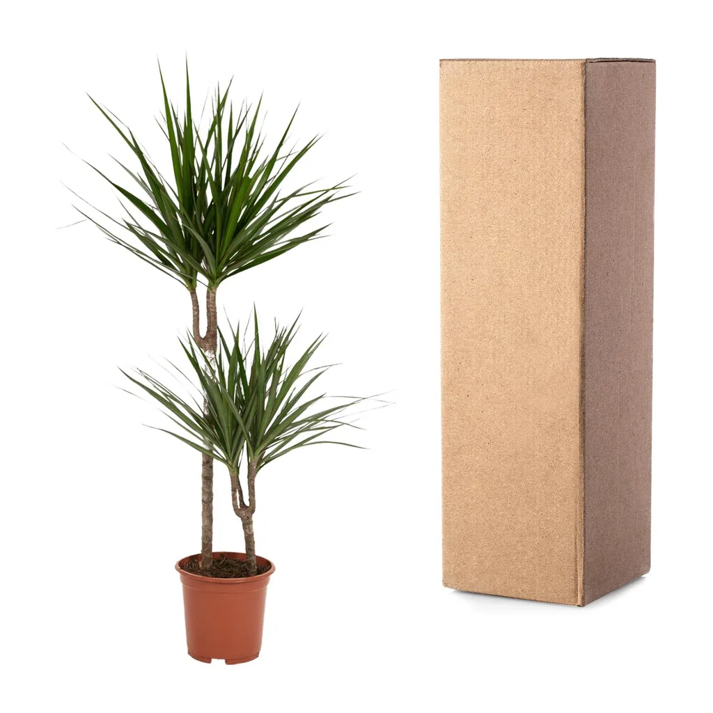 Drachenbaum (Dracaena marginata) – pflegeleichte Zimmerpflanze, Topf-Ø 19 cm, Höhe ca. 100 cm