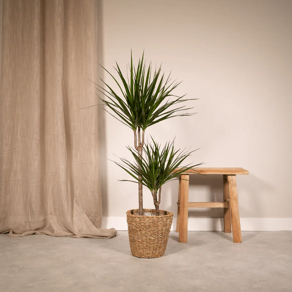 Drachenbaum (Dracaena marginata) – pflegeleichte Zimmerpflanze, Topf-Ø 19 cm, Höhe ca. 100 cm