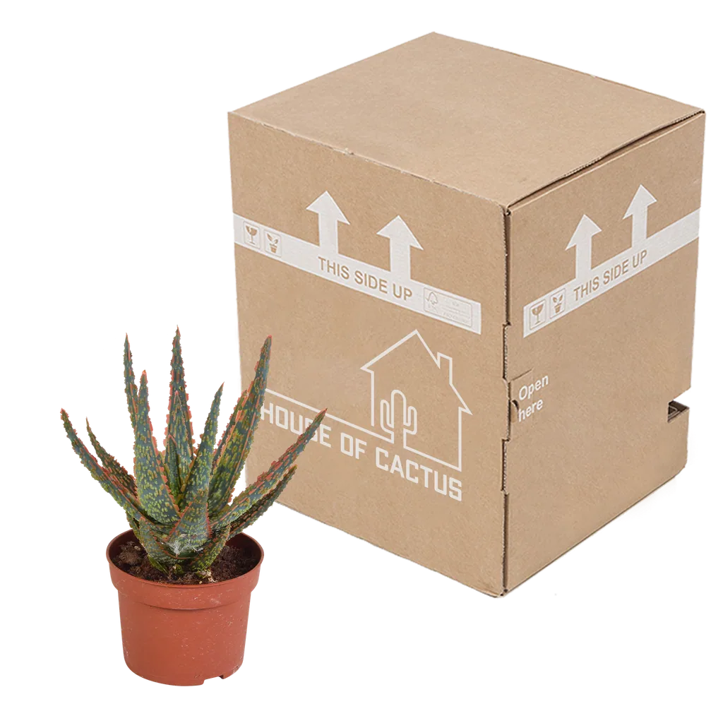 Aloe 'Dannyz' (Aloe zebrina) – pflegeleichte Zimmerpflanze, ohne Übertopf, Topf-Ø 10,5 cm