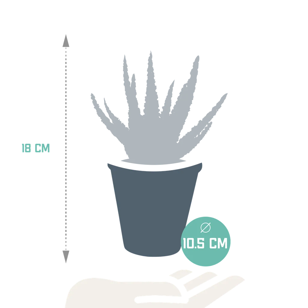 Aloe 'Dannyz' (Aloe zebrina) – pflegeleichte Zimmerpflanze, ohne Übertopf, Topf-Ø 10,5 cm