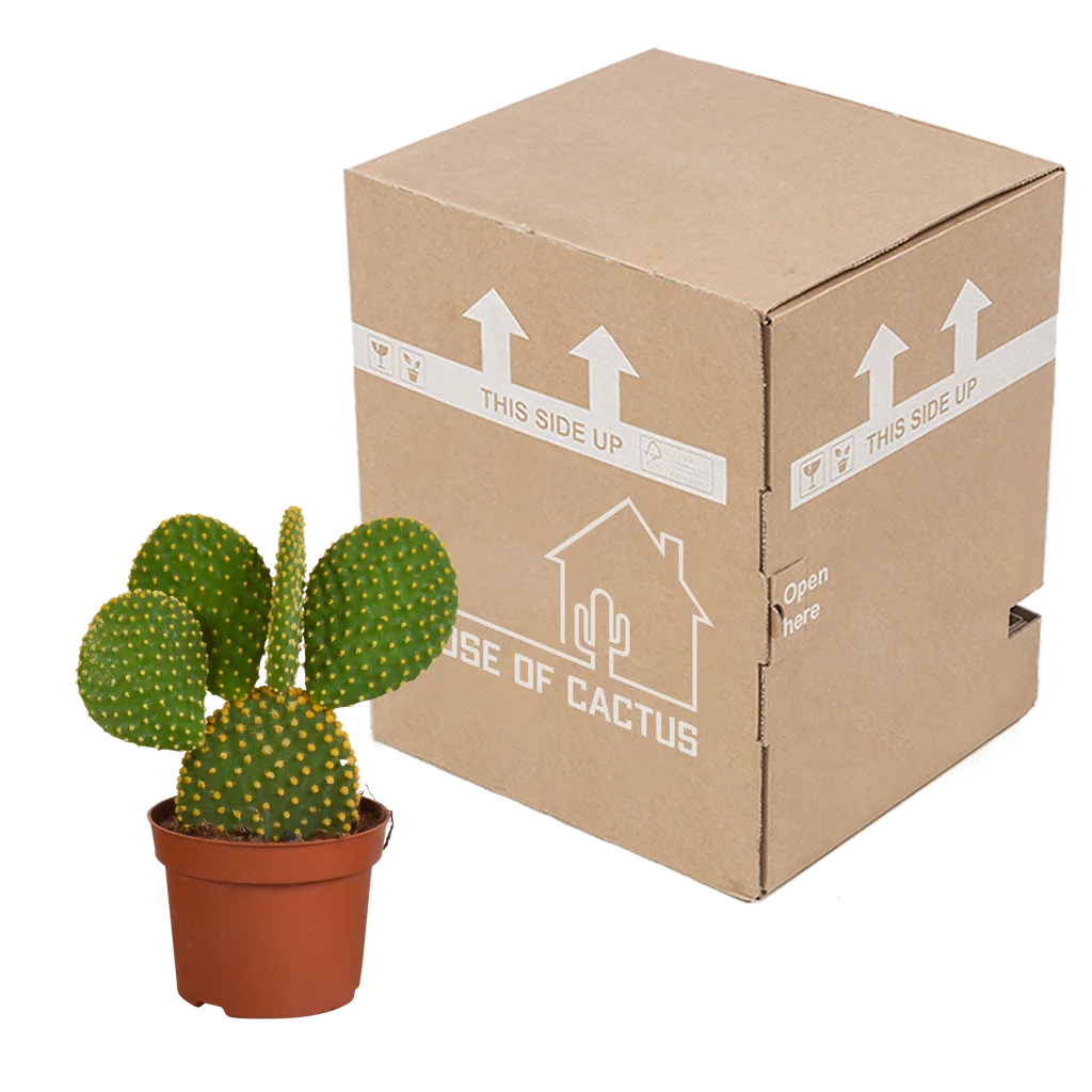 Goldopuntie (Opuntia microdasys) – pflegeleichte Zimmerpflanze, Höhe ca. 12 cm