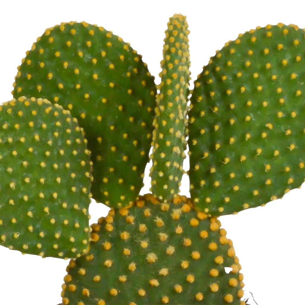 Goldopuntie (Opuntia microdasys) – pflegeleichte Zimmerpflanze, Höhe ca. 12 cm