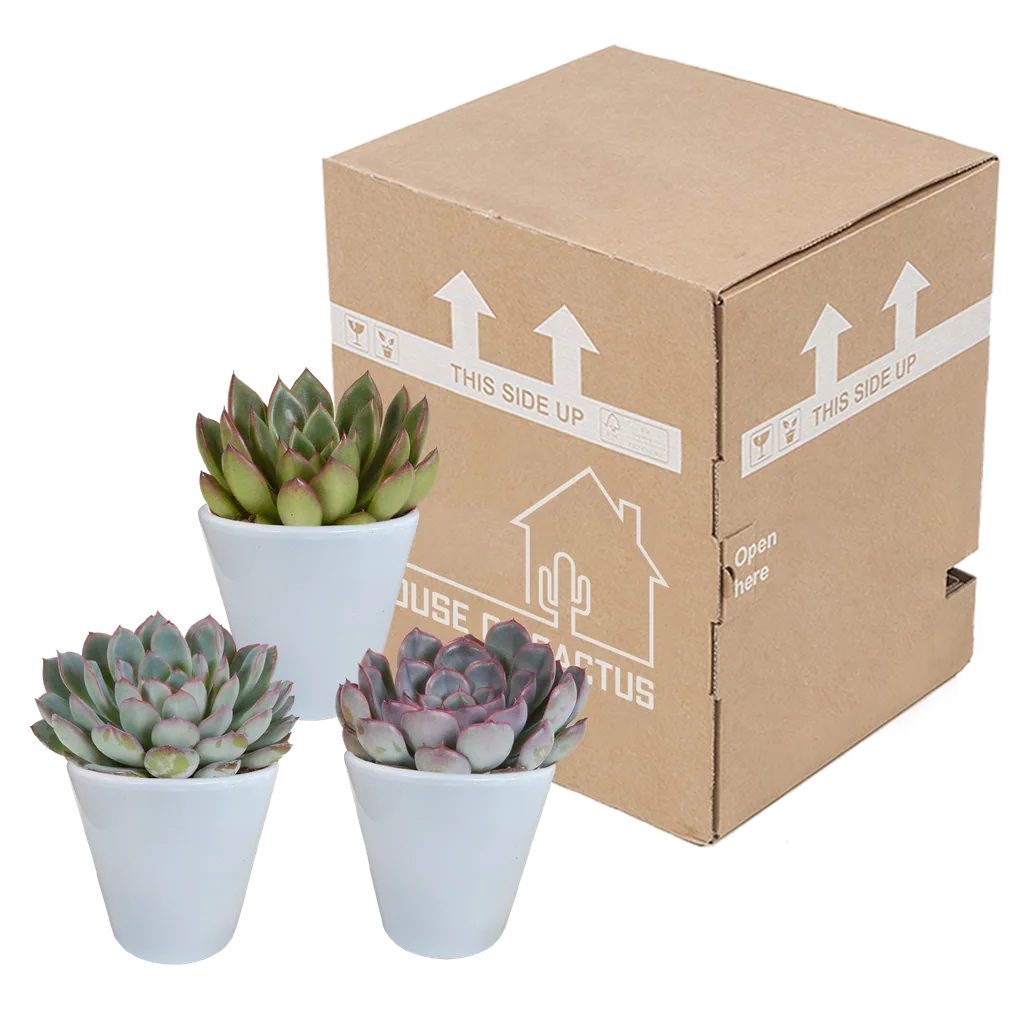 Echeverien-Mix 3er-Set – pflegeleichte Zimmerpflanzen, Topf-Ø 8,5 cm, im weißen Topf