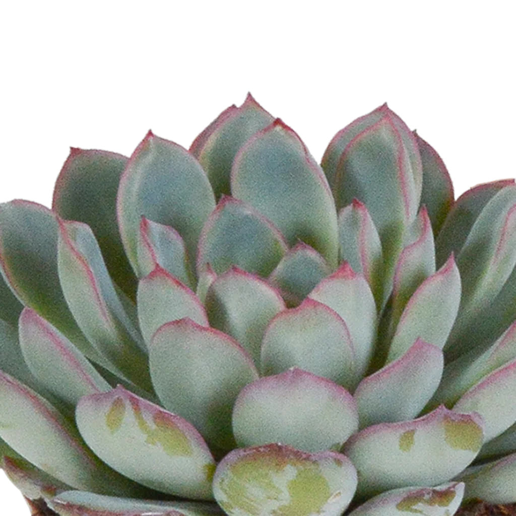 Echeverien-Mix 3er-Set – pflegeleichte Zimmerpflanzen, Topf-Ø 8,5 cm, im weißen Topf