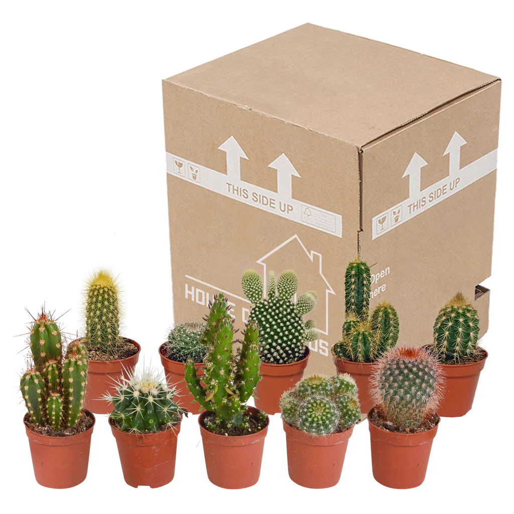 Kakteen-Mix 10er-Set – pflegeleichte Zimmerpflanzen, Topf-Ø 5,5 cm, ohne Übertopf