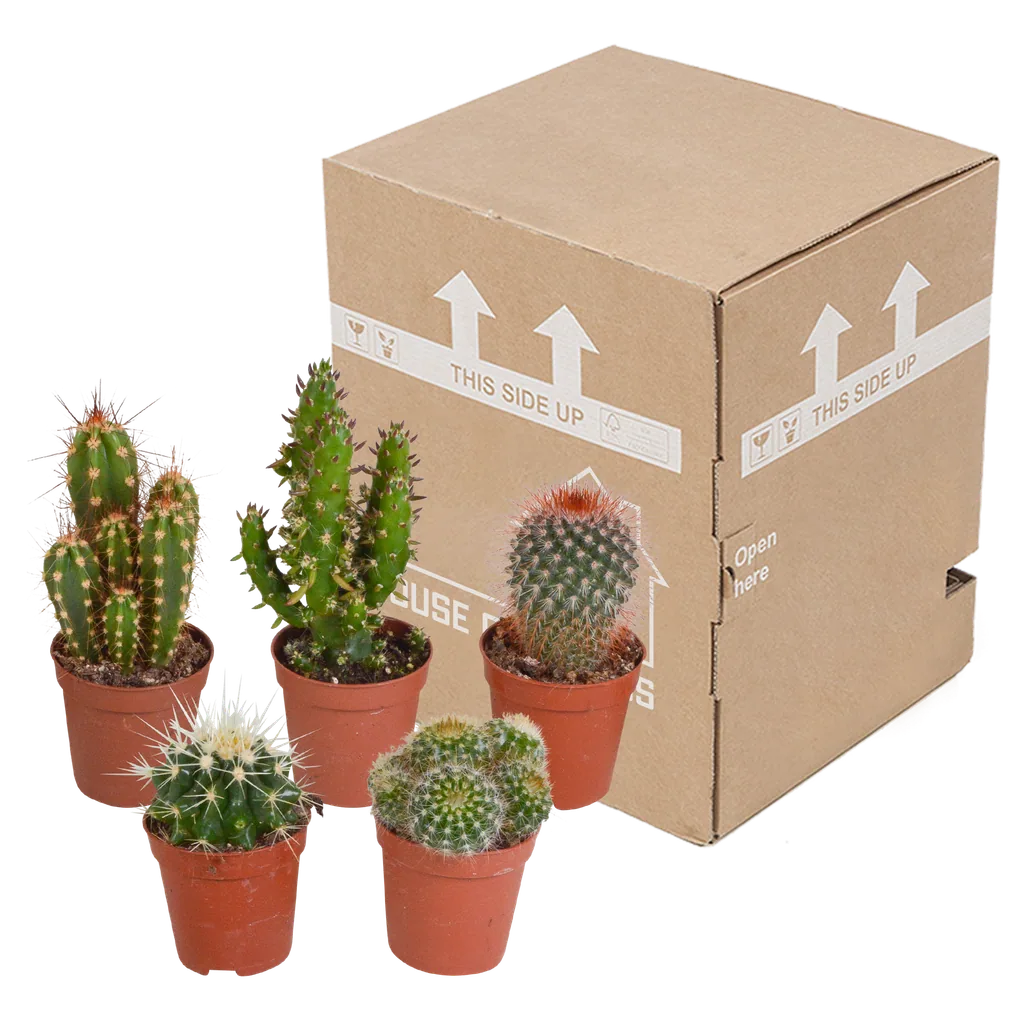 Kakteen-Mix 5er-Set – pflegeleichte Zimmerpflanzen, Topf-Ø 5,5 cm, ohne Übertopf