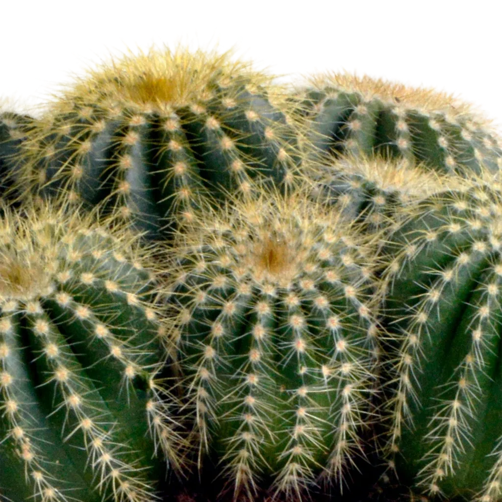 Waras-Kugelkaktus (Eriocactus warasii) – pflegeleichte Zimmerpflanze, Topf-Ø 12 cm