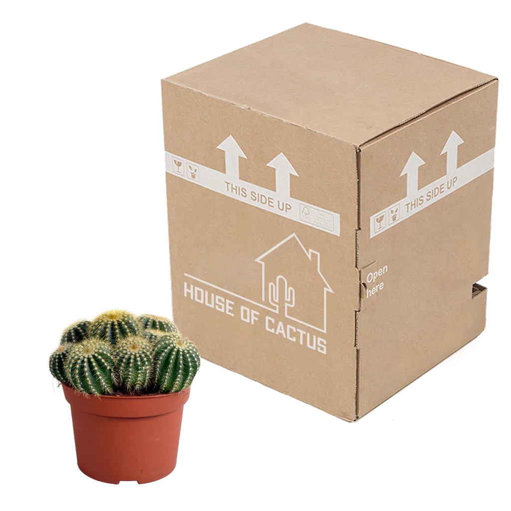 Waras-Kugelkaktus (Eriocactus warasii) – pflegeleichte Zimmerpflanze, Topf-Ø 12 cm