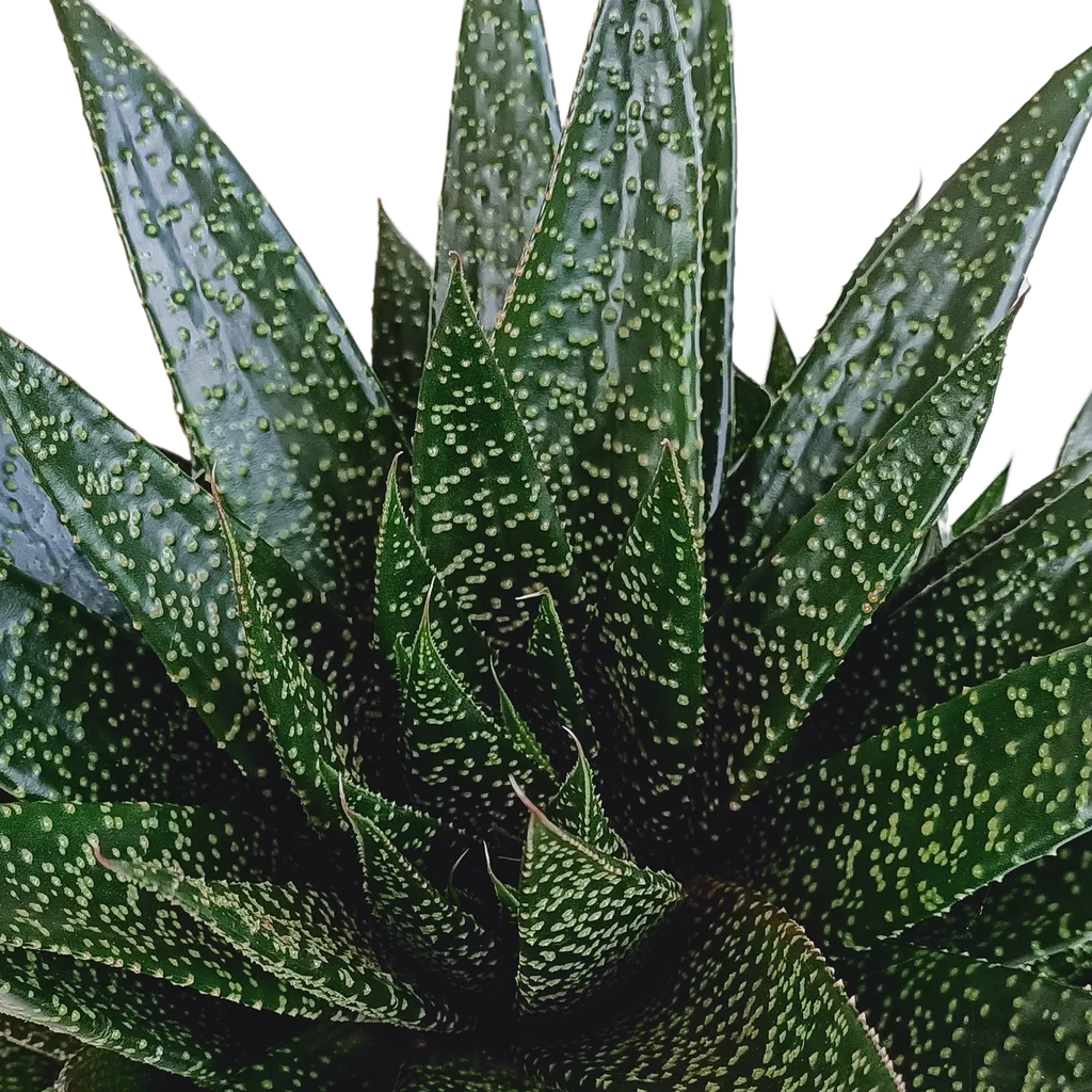 Gasterie (Gasteria) – sukkulente Staude, Topf-Ø 17 cm