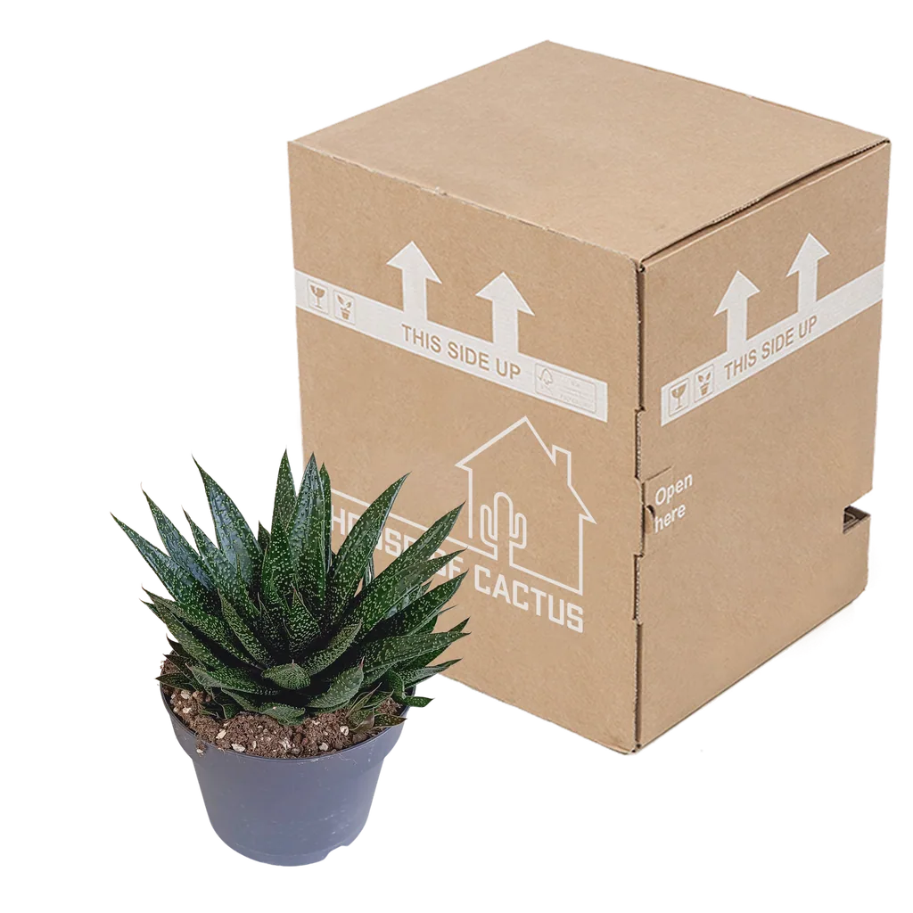 Gasterie (Gasteria) – sukkulente Staude, Topf-Ø 17 cm