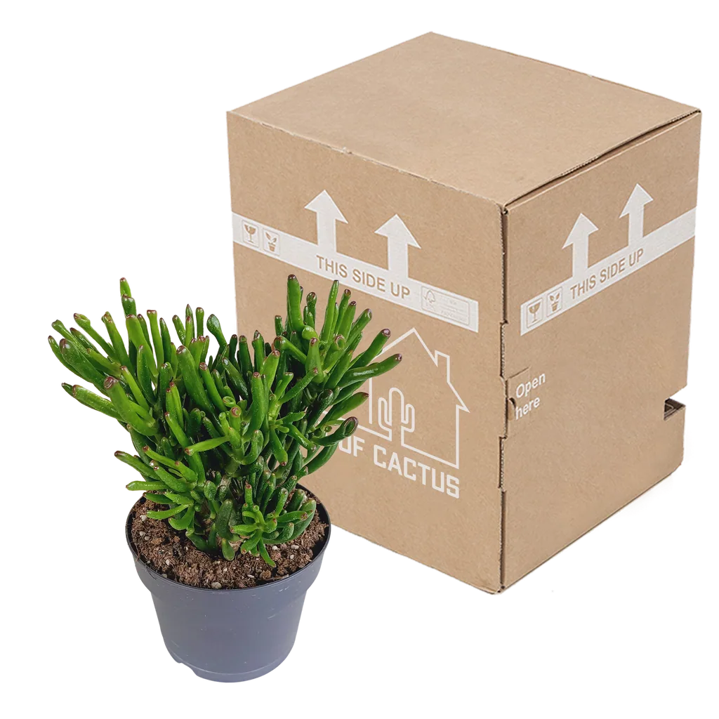 Geldbaum 'Gollum' (Crassula ovata) – pflegeleichte Zimmerpflanze, Topf-Ø 17 cm