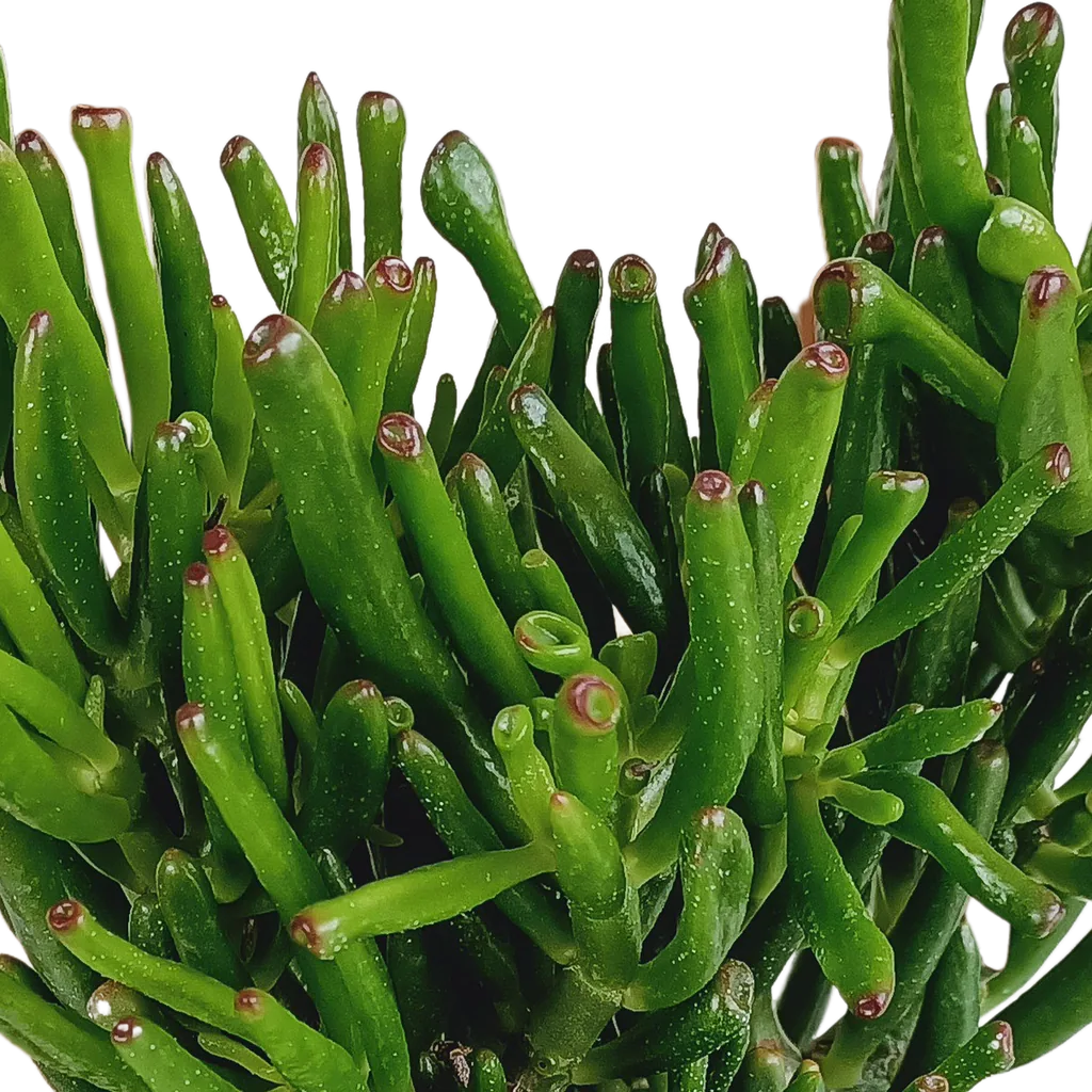 Geldbaum 'Gollum' (Crassula ovata) – pflegeleichte Zimmerpflanze, Topf-Ø 17 cm