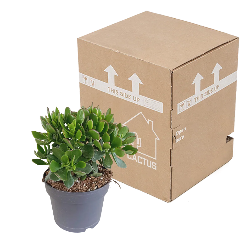 Dickblatt (Crassula) – pflegeleichte Zimmerpflanze, Topf-Ø 17 cm