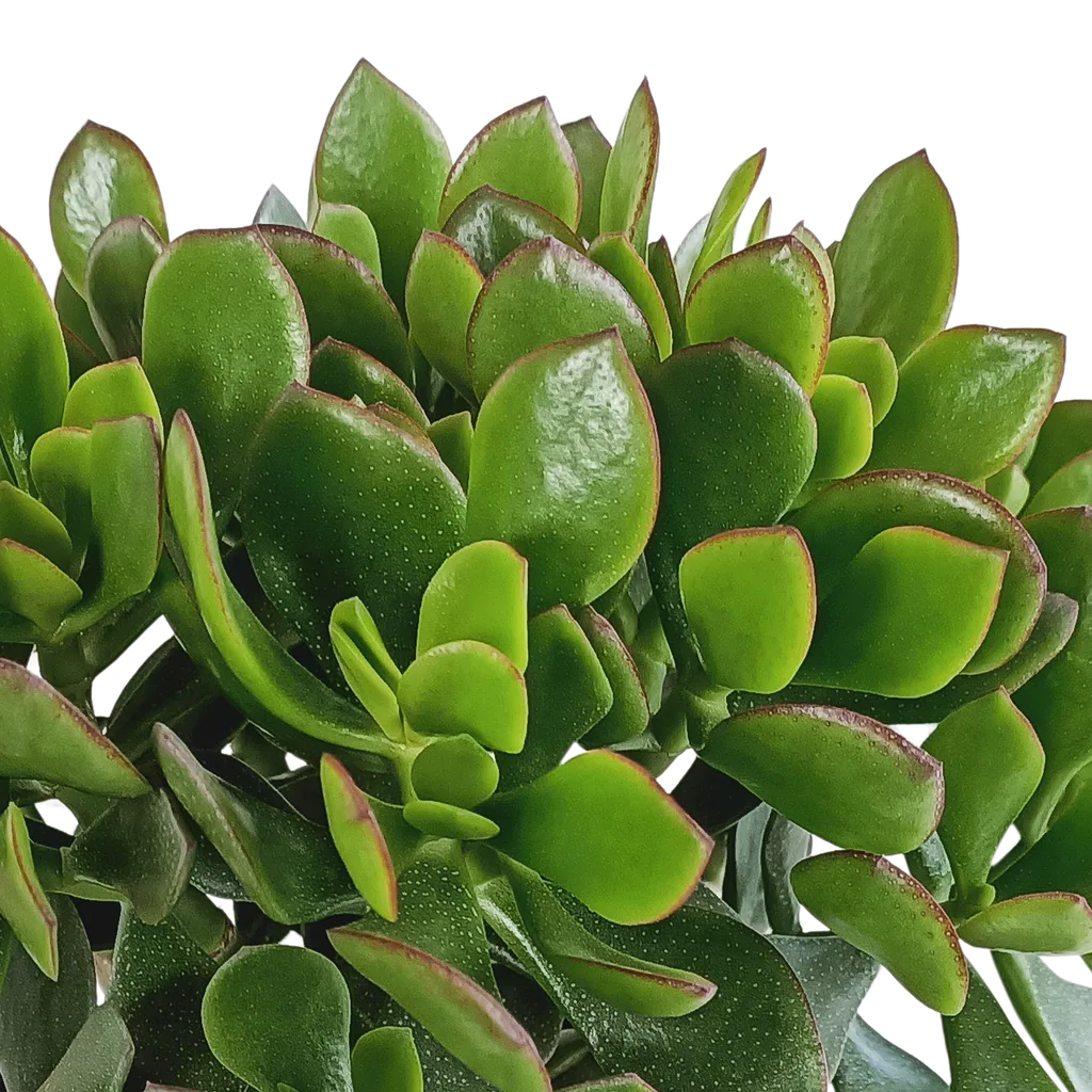 Dickblatt (Crassula) – pflegeleichte Zimmerpflanze, Topf-Ø 17 cm