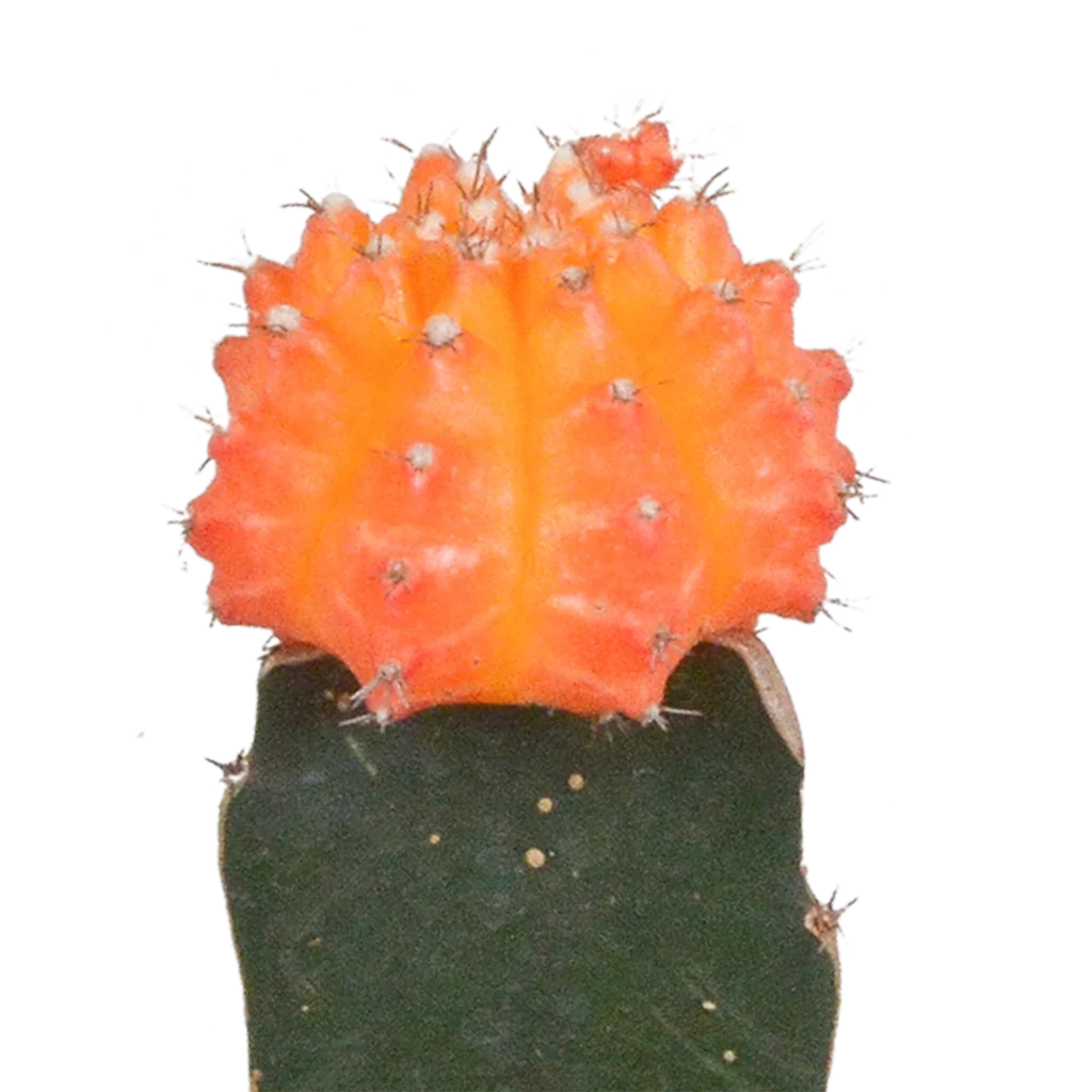 Melonenförmige Wolfsmilch 'Variegata' 3er-Set (Euphorbia meloformis) – pflegeleichte Zimmerpflanze
