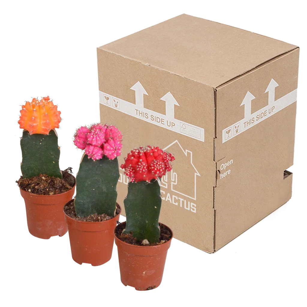 Melonenförmige Wolfsmilch 'Variegata' 3er-Set (Euphorbia meloformis) – pflegeleichte Zimmerpflanze