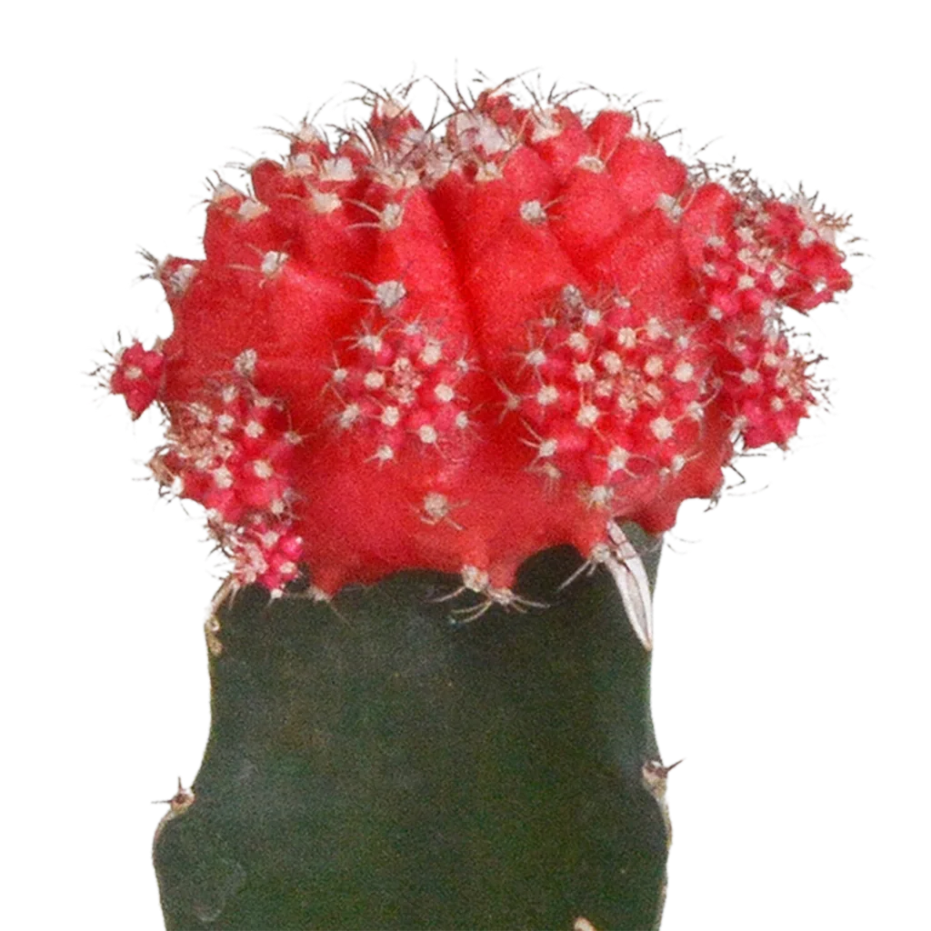 Melonenförmige Wolfsmilch 'Variegata' 3er-Set (Euphorbia meloformis) – pflegeleichte Zimmerpflanze