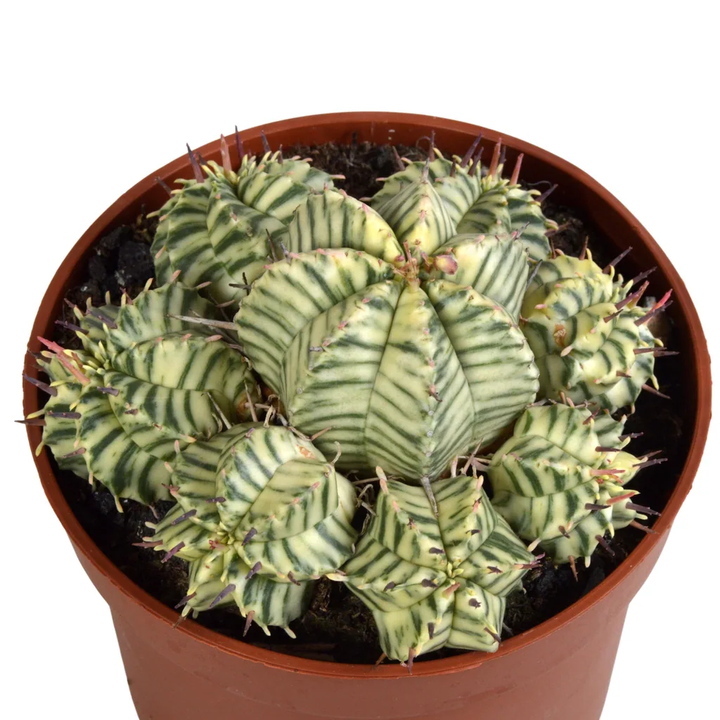 Melonenförmige Wolfsmilch 'Variegata' (Euphorbia meloformis) – pflegeleichte Zimmerpflanze, im Tontopf, Topf-Ø 10,5 cm