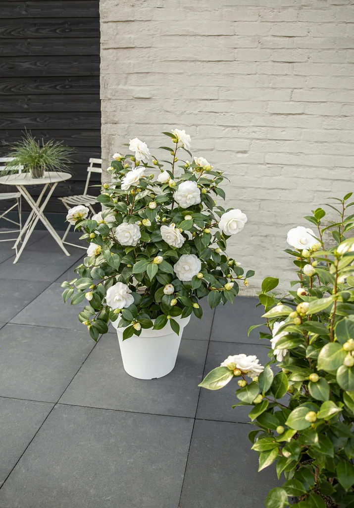 Japanische Kamelie 'Nuccio' (Camellia japonica) – winterharter Zierstrauch, Topf-Ø 19 cm, Höhe ca. 65 cm