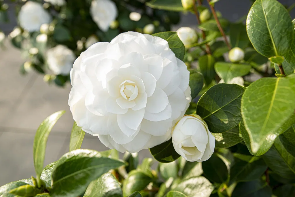 Japanische Kamelie 'Nuccio' (Camellia japonica) – winterharter Zierstrauch, Topf-Ø 19 cm, Höhe ca. 65 cm