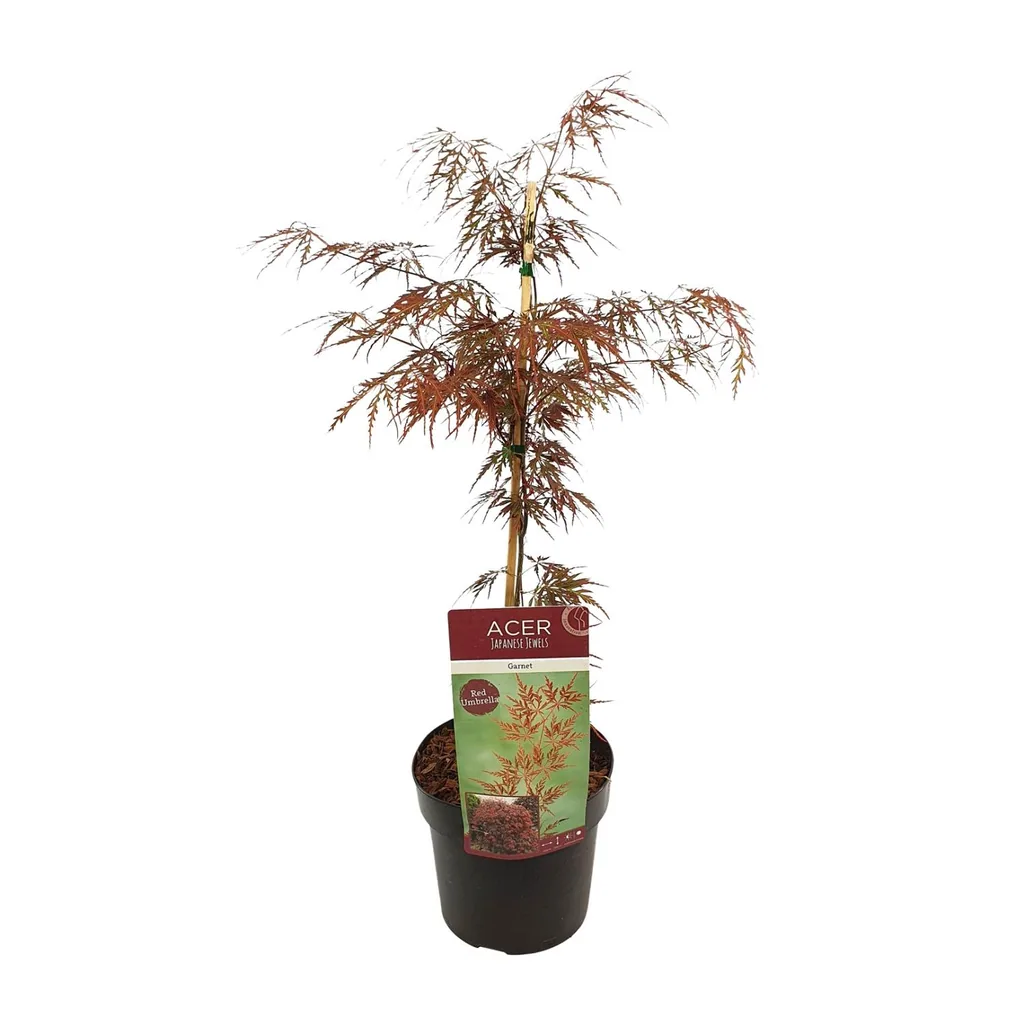 Fächerahorn 'Garnet' (Acer palmatum) – winterharter Zierbaum, Topf-Ø 19 cm, Höhe ca. 40 cm