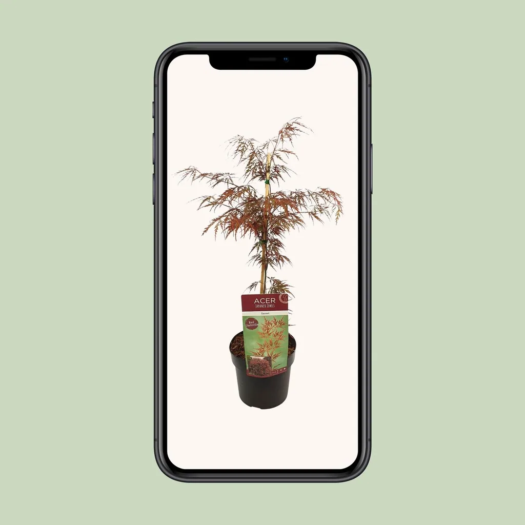 Fächerahorn 'Garnet' (Acer palmatum) – winterharter Zierbaum, Topf-Ø 19 cm, Höhe ca. 40 cm