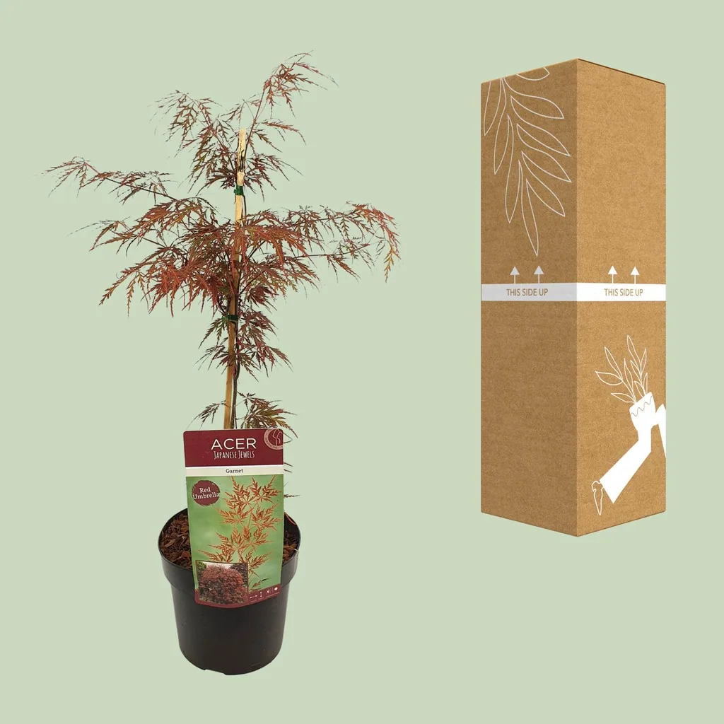 Fächerahorn 'Garnet' (Acer palmatum) – winterharter Zierbaum, Topf-Ø 19 cm, Höhe ca. 40 cm