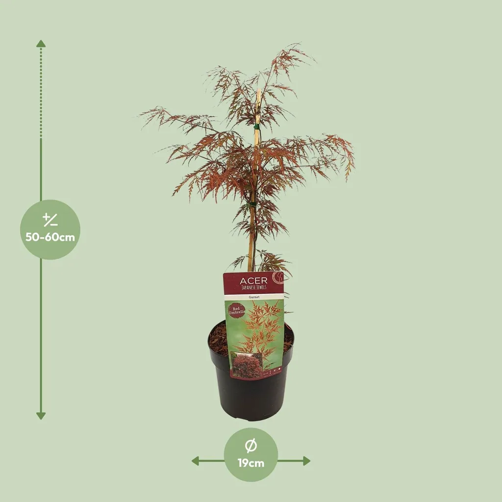 Fächerahorn 'Garnet' (Acer palmatum) – winterharter Zierbaum, Topf-Ø 19 cm, Höhe ca. 40 cm