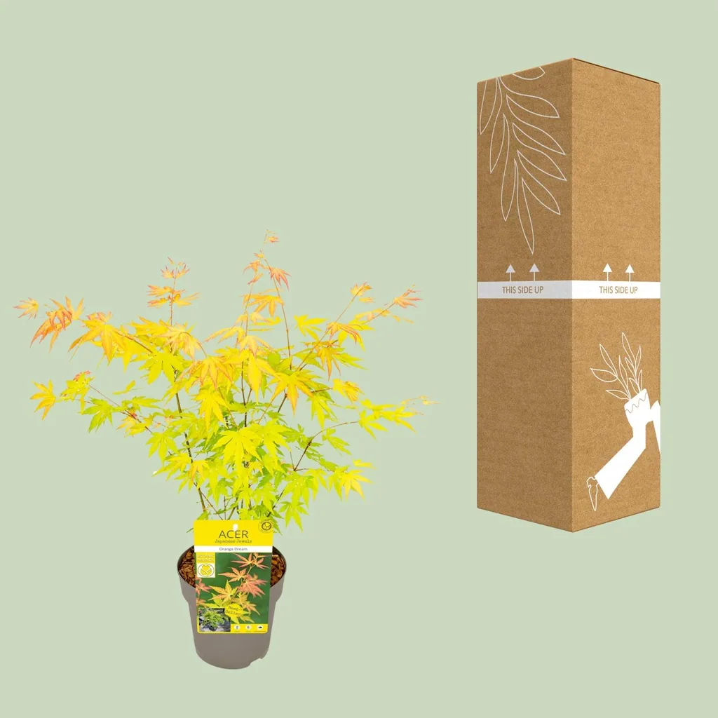 Japanischer Fächerahorn 'Orange Dream' (Acer palmatum) – winterharter Zierstrauch, Topf-Ø 15 cm, Höhe ca. 30 cm