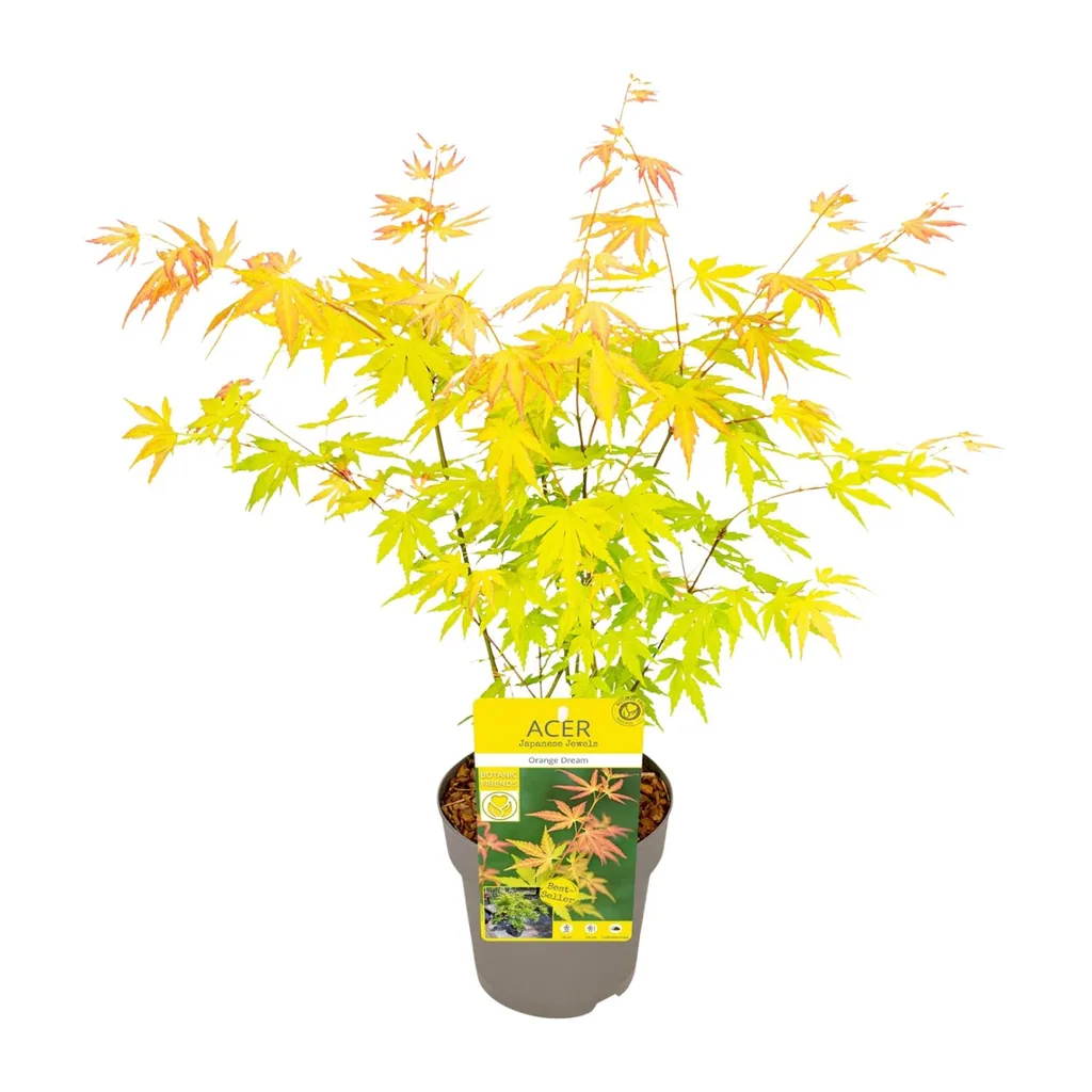 Japanischer Fächerahorn 'Orange Dream' (Acer palmatum) – winterharter Zierstrauch, Topf-Ø 15 cm, Höhe ca. 30 cm