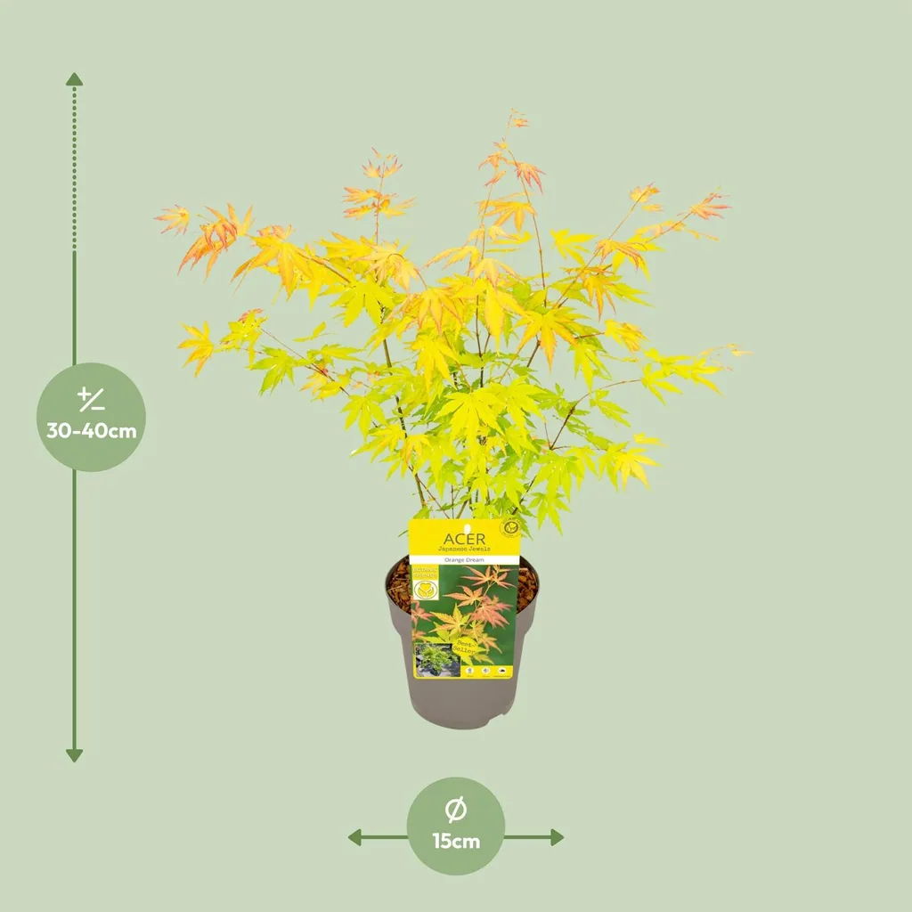 Japanischer Fächerahorn 'Orange Dream' (Acer palmatum) – winterharter Zierstrauch, Topf-Ø 15 cm, Höhe ca. 30 cm